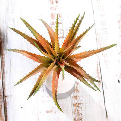 3 Pack 12" Artificial PVC Aloe Cameronii Decorative Succulent Plants