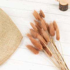 50-Pack Dried Bunny Tail Grass Brown for Modern Farmhouse Decor Event Styling & Floral Displays 15"