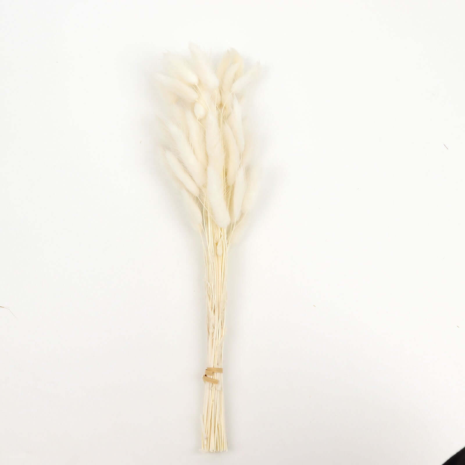 50-Pack Dried Bunny Tail Grass Natural White for Farmhouse Decor Event & Floral Displays 15"