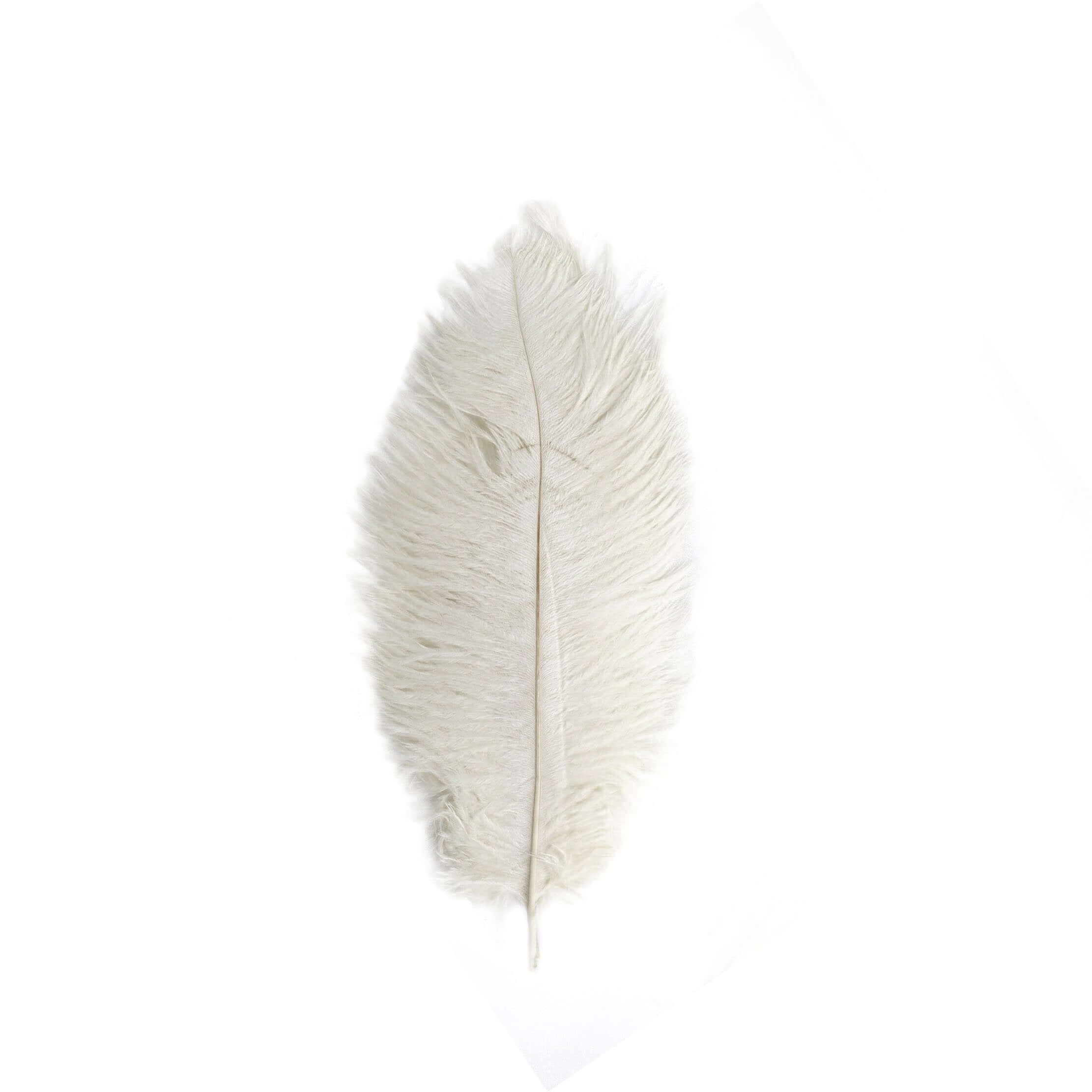 12 Pack 13"-15" Ivory Natural Plume Real Ostrich Feathers, DIY Centerpiece Fillers