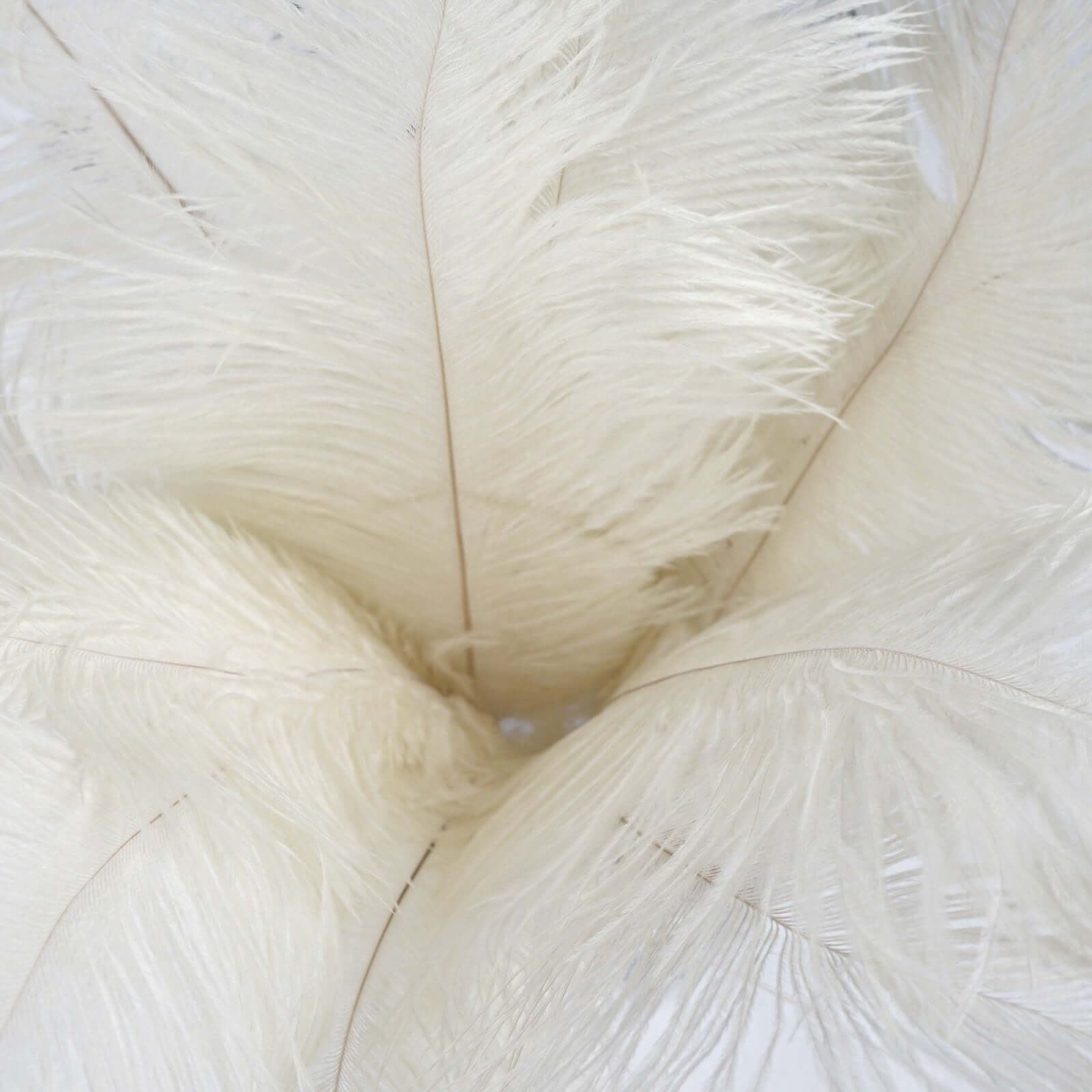 12 Pack 13"-15" Ivory Natural Plume Real Ostrich Feathers, DIY Centerpiece Fillers