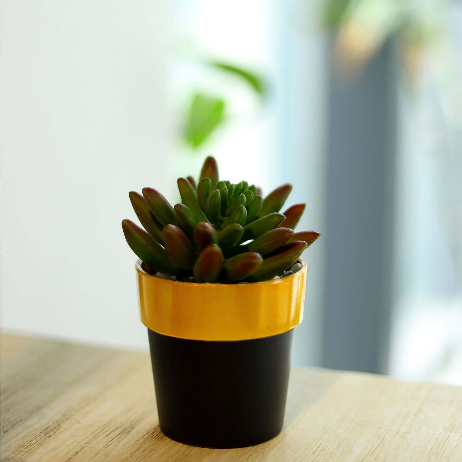 3-Pack Flower Plant Pots Small Design Black with Gold Rim - Plastic Indoor Decorative Planters 3"