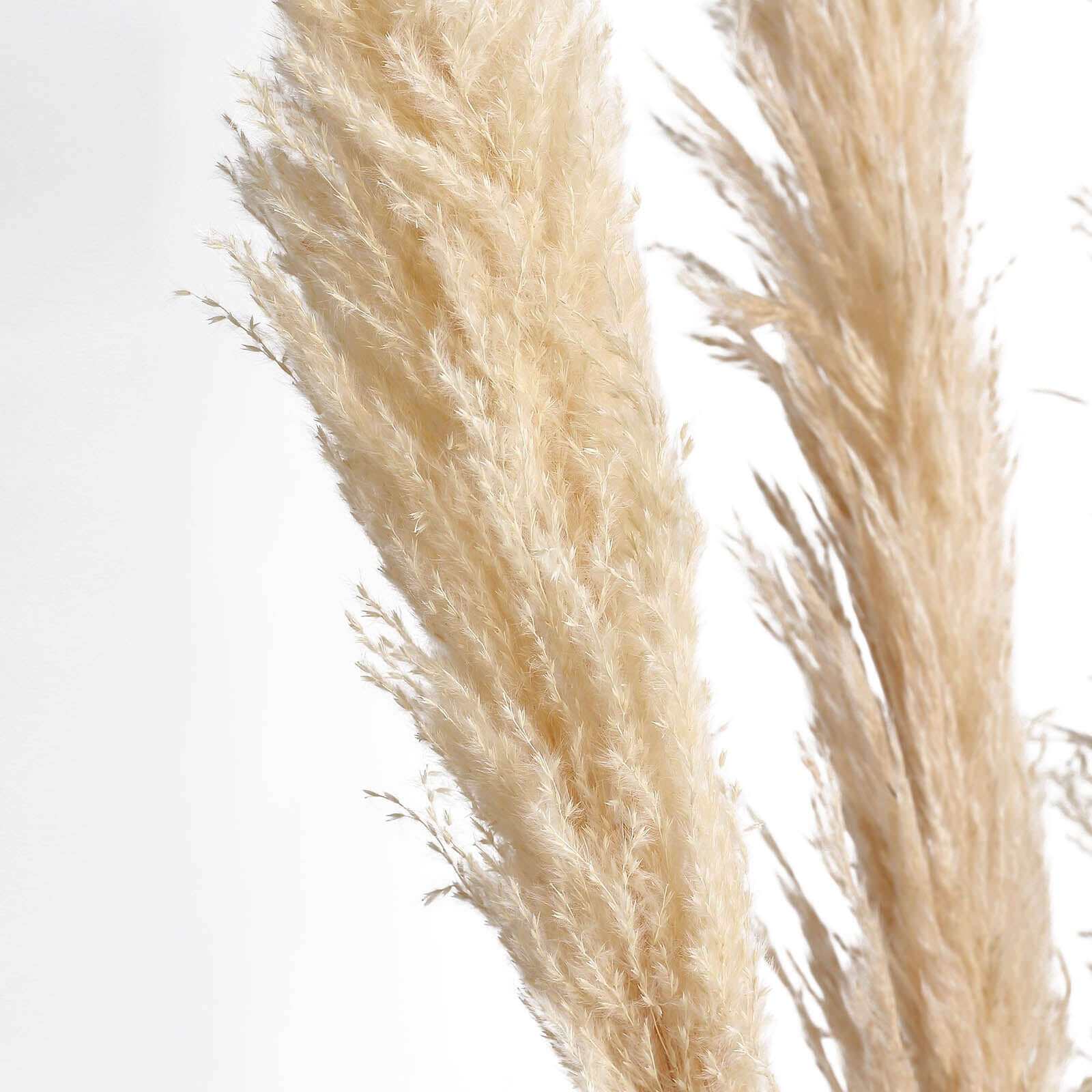6 Stems Natural Dried Pampas Grass Decor Wheat Tint - Tall Plant Sprays for Boho Chic Vase Displays Backdrops & Event Styling 49"