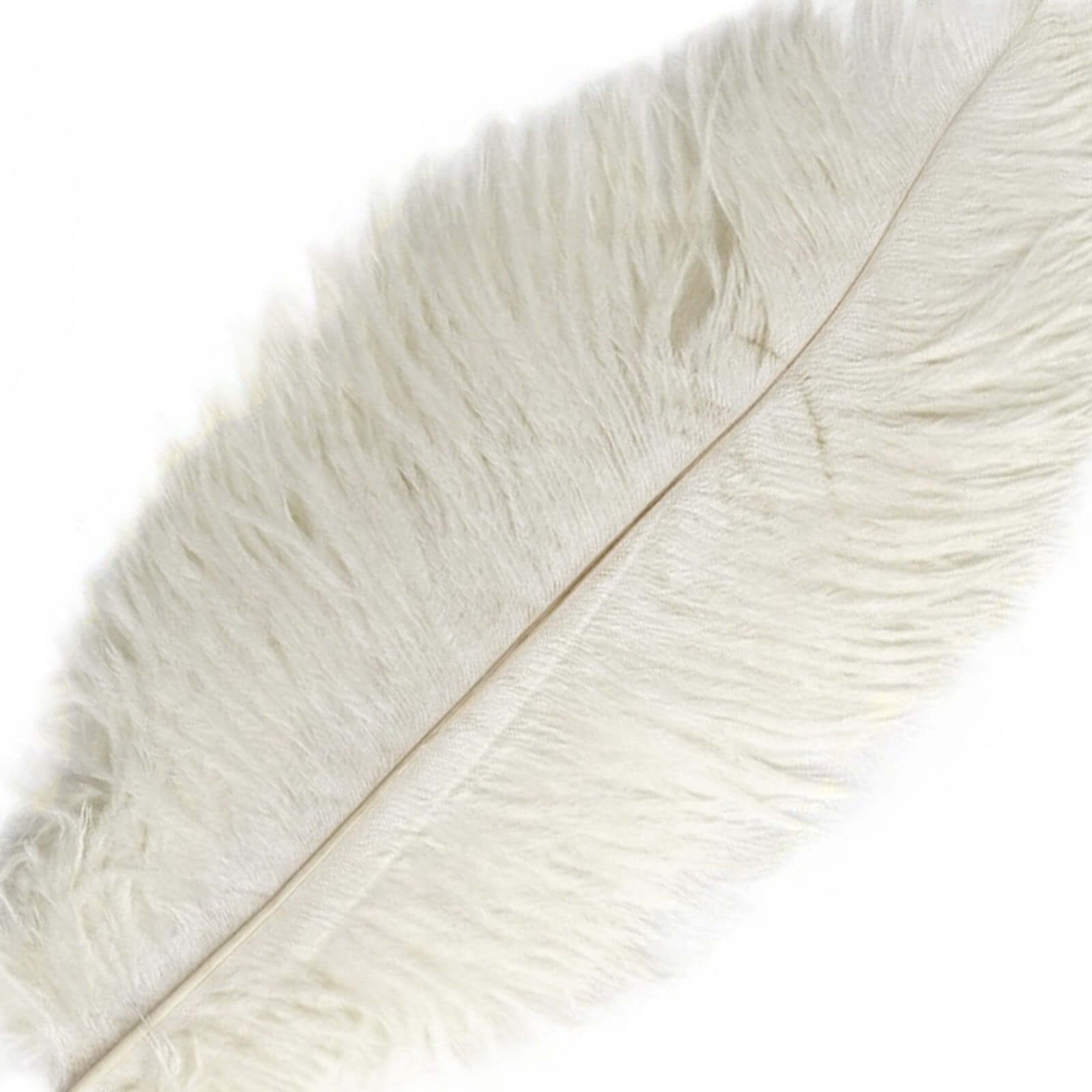 12 Pack 13"-15" Ivory Natural Plume Real Ostrich Feathers, DIY Centerpiece Fillers