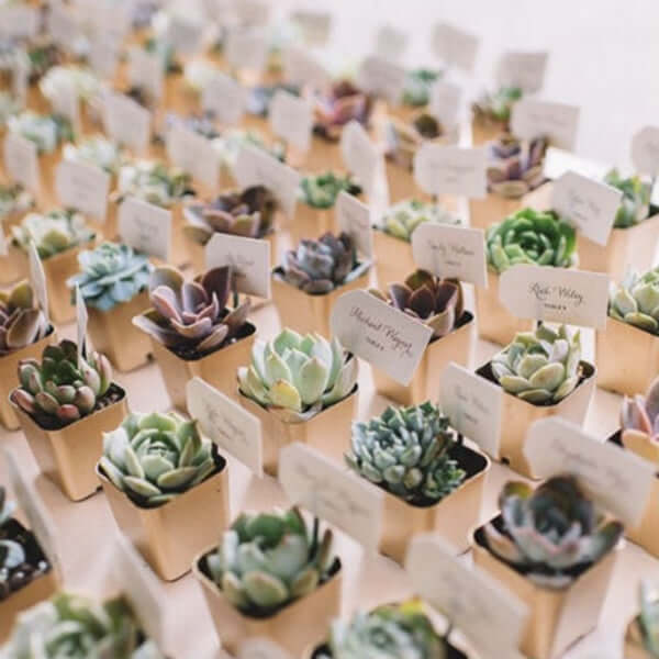 3-Pack Echeveria Elegans Artificial Succulents in Ceramic Pot - Lifelike Decorative Faux Plants for Home Office & Event Design 3"