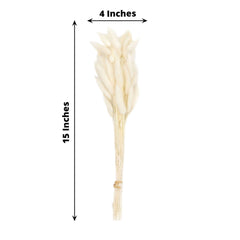 50-Pack Dried Bunny Tail Grass Natural White for Farmhouse Decor Event & Floral Displays 15"