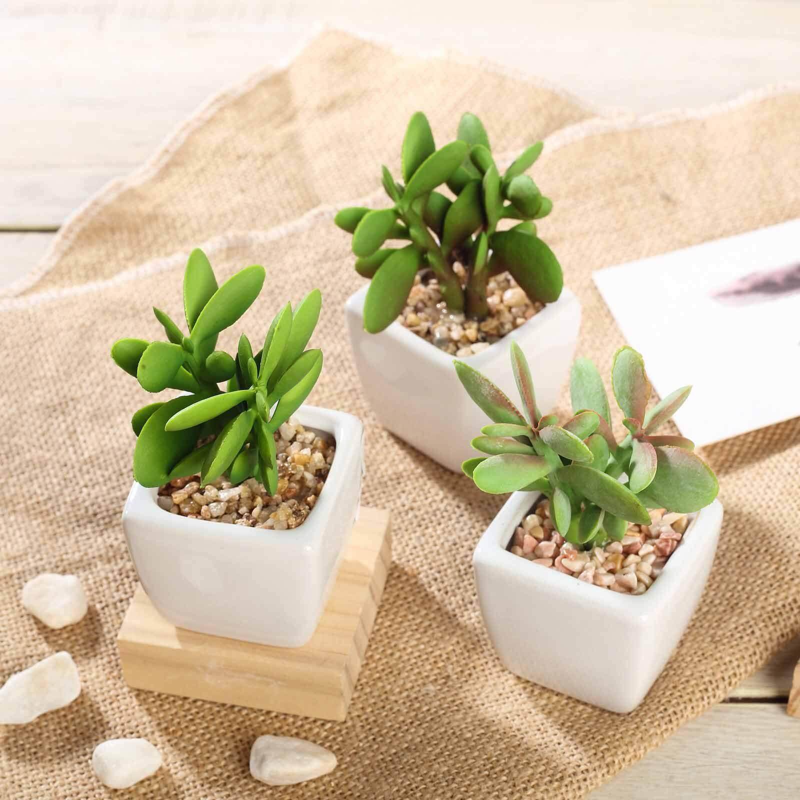 3-Pack Mini Jade Artificial Succulents in Ceramic Pots - Lifelike Decorative Faux Plants for Home Office & Event Design 3"