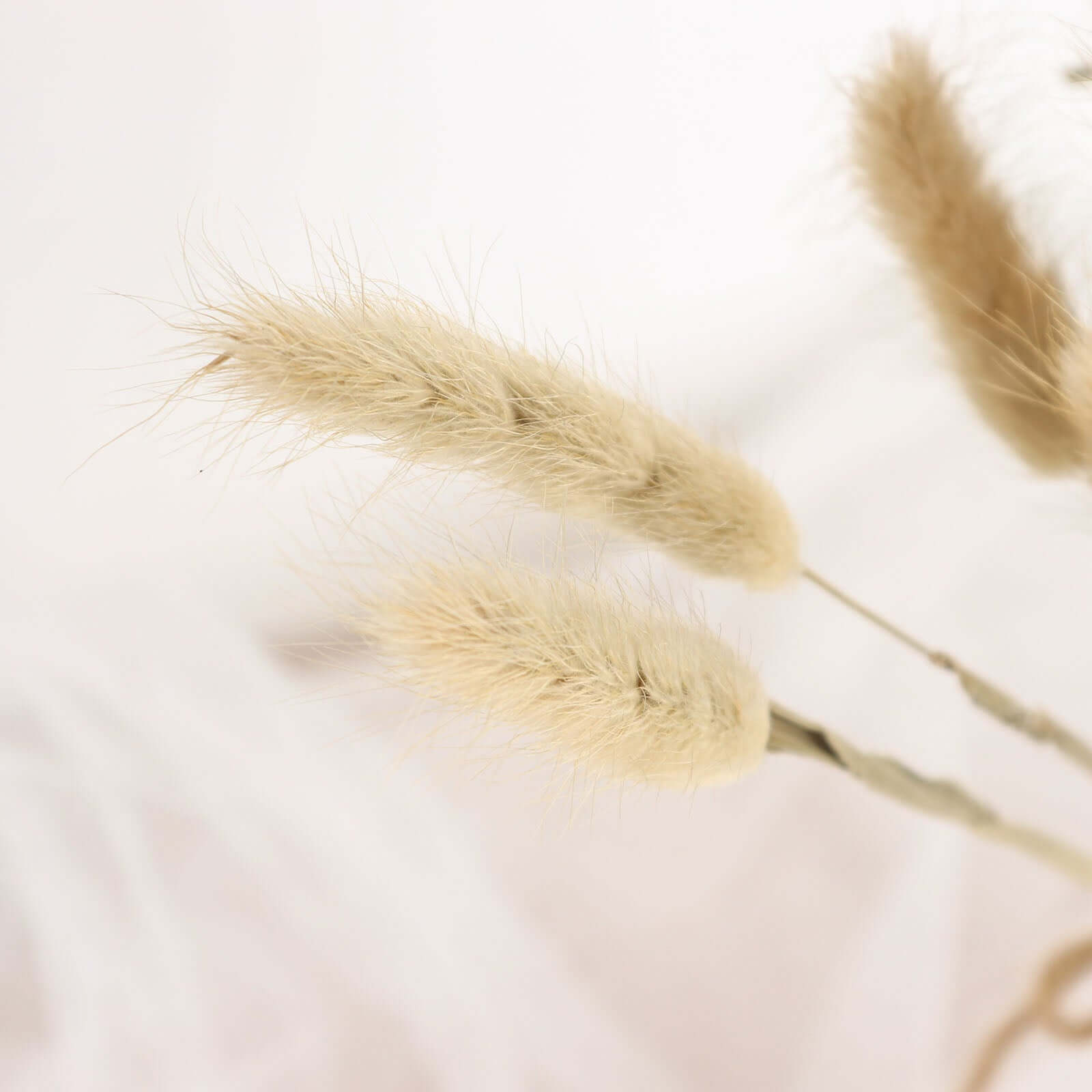 50-Pack Dried Bunny Tail Grass Natural - Rustic Chic Lagurus Ovatus Rabbit Tail Ornamental Grass for Modern Farmhouse Decor Event Styling & Floral Displays 15"