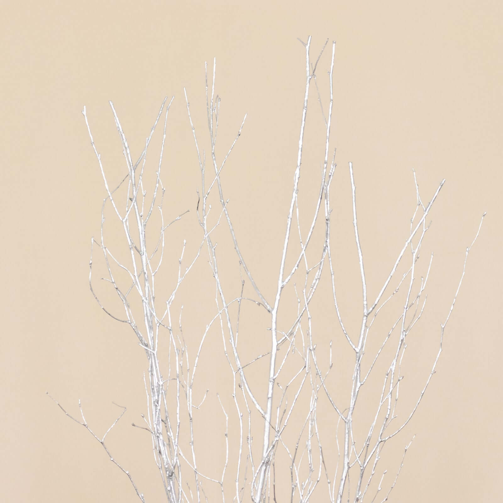 6-Pack Natural Birch Tree Branches 46" Metallic Silver - Versatile Extra Long Decorative Dried Willow Twigs Sticks for Vase Centerpiece Wedding Decor