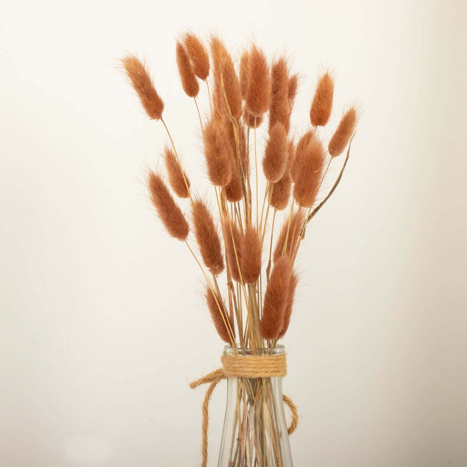 50-Pack Dried Bunny Tail Grass Brown for Modern Farmhouse Decor Event Styling & Floral Displays 15"