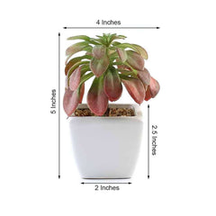3-Pack Minibelle, Elegans & Grassneri Artificial Succulents in Ceramic Pot - Lifelike Decorative Faux Plants for Home Office & Event Design 5"