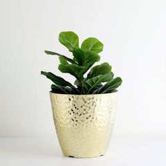11" Gold Hammered Design Large Indoor Flower Plant Pot, Decorative Greenery Planter