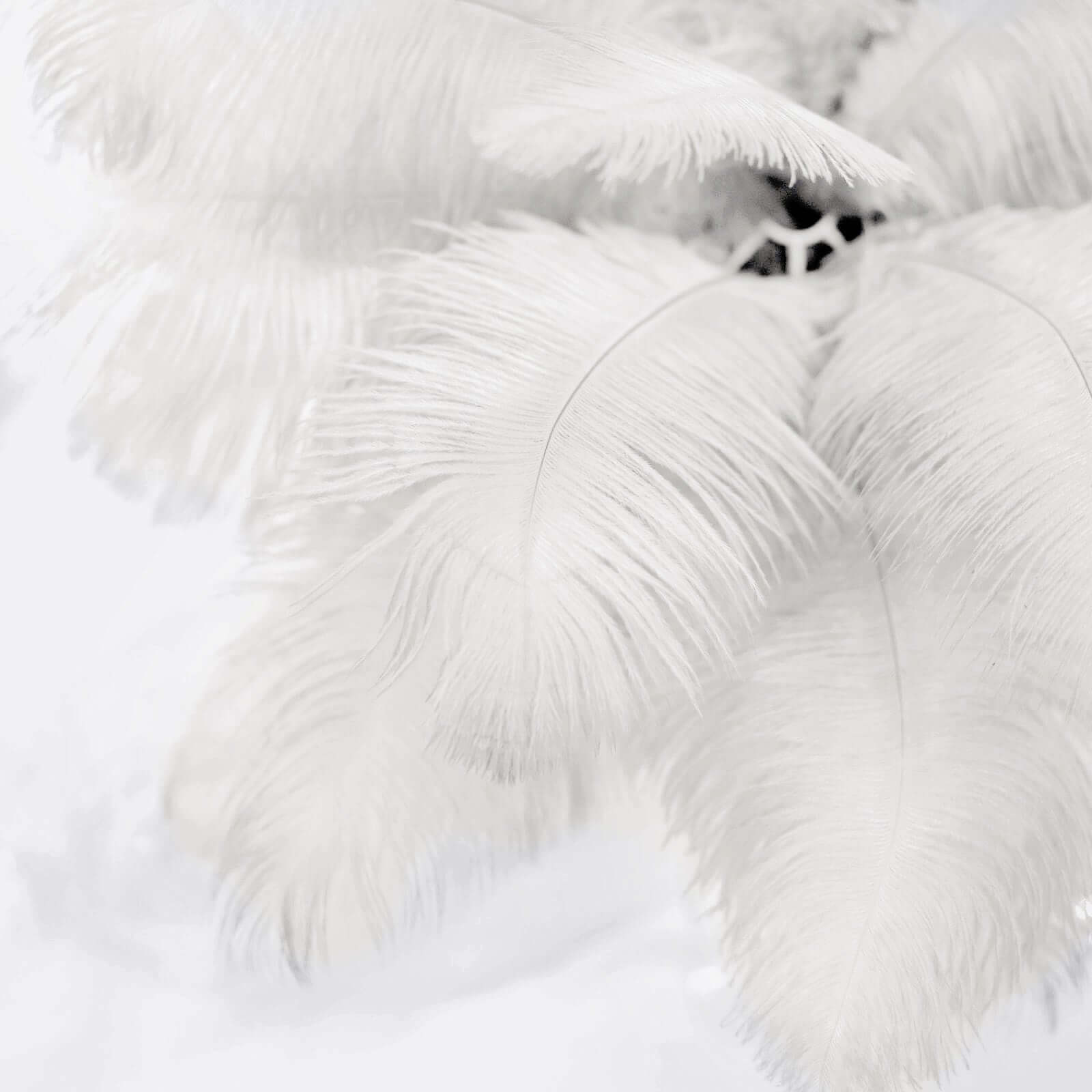 12 Pack 13"-15" Ivory Natural Plume Real Ostrich Feathers, DIY Centerpiece Fillers