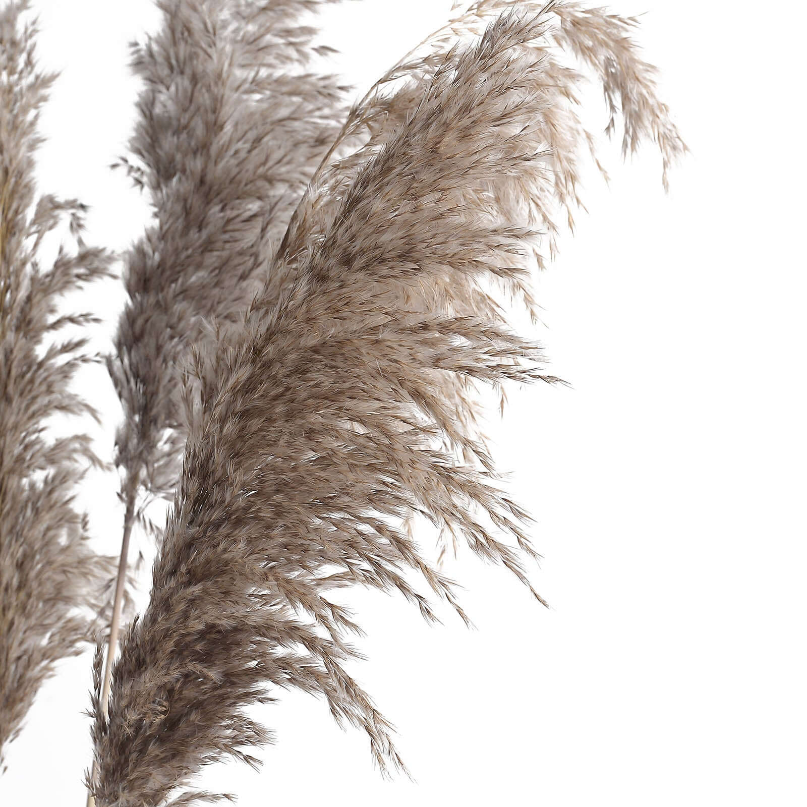 6 Stems Natural Dried Pampas Grass Decor Natural Tint - Versatile Plant Sprays for Boho Chic Vase Displays Backdrops & Event Styling 32"