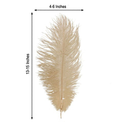 12 Pack 13"-15" Beige Natural Plume Real Ostrich Feathers, DIY Centerpiece Fillers
